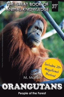 bokomslag Orangutans