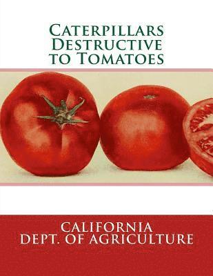 Caterpillars Destructive to Tomatoes 1