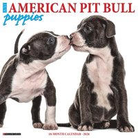 bokomslag American Pit Bull Terrier Puppies 2026 12 X 12 Wall Calendar