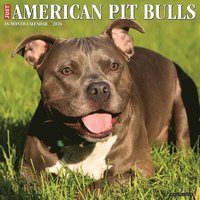 bokomslag American Pit Bull Terriers 2026 12 X 12 Wall Calendar