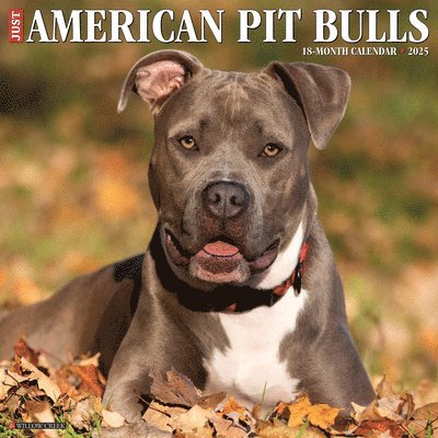 American Pit Bull Terriers 2026 12 X 12 Wall Calendar