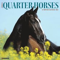 bokomslag American Quarter Horses 2026 12 X 12 Wall Calendar