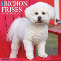 bokomslag Bichon Frises 2026 12 X 12 Wall Calendar