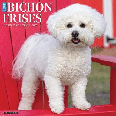 bokomslag Bichon Frises 2026 12 X 12 Wall Calendar