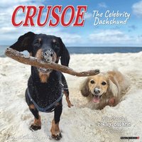 bokomslag Crusoe the Celebrity Dachshund 2026 12 X 12 Wall Calendar