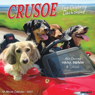 bokomslag Crusoe the Celebrity Dachshund 2026 12 X 12 Wall Calendar