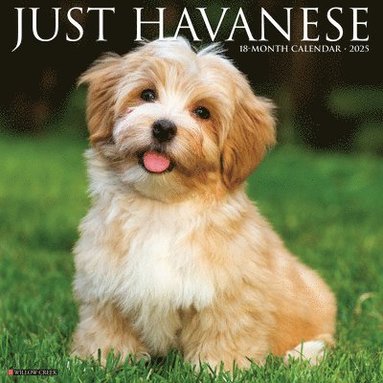 bokomslag Havanese 2026 12 X 12 Wall Calendar