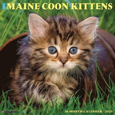 bokomslag Maine Coon Kittens 2026 12 X 12 Wall Calendar