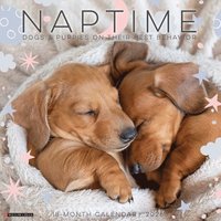 bokomslag Naptime: Dogs & Puppies on Their Best Behavior 2026 12 X 12 Wall Calendar