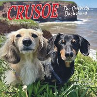 bokomslag Crusoe the Celebrity Dachshund 2026 7 X 7 Mini Wall Calendar