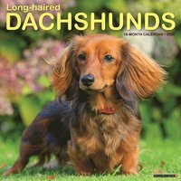 bokomslag Longhaired Dachshunds 12 X 12 Wall Calendar