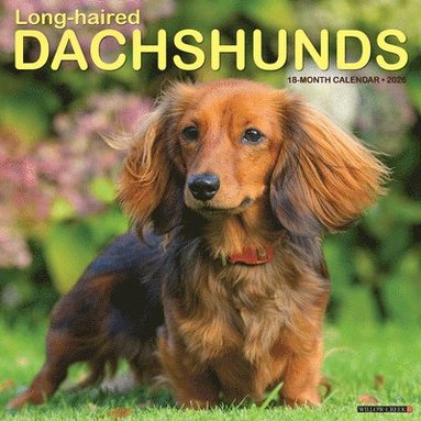 bokomslag Longhaired Dachshunds 12 X 12 Wall Calendar