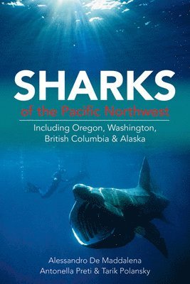 Sharks of the Pacific Northwest 1