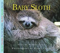 bokomslag Baby Sloth