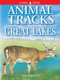bokomslag Animal Tracks of the Great Lakes