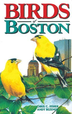 Birds of Boston 1