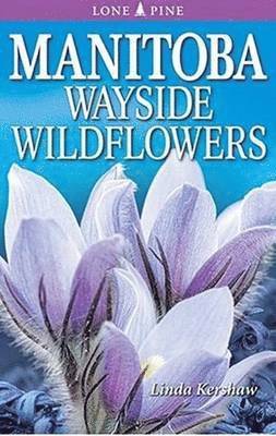 Manitoba Wayside Wildflowers