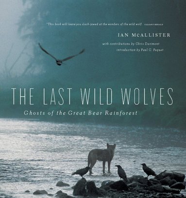 Ian McAllister - Last Wild Wolves, Häftad
