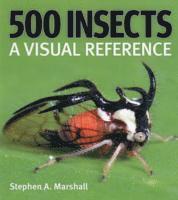 bokomslag 500 Insects