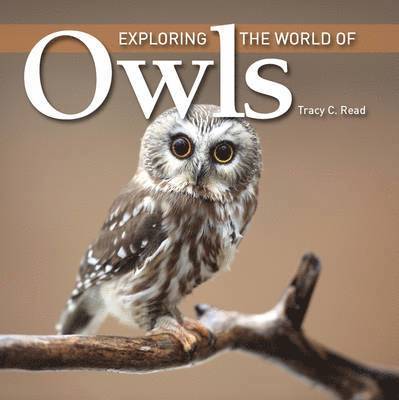 Exploring the World of Owls