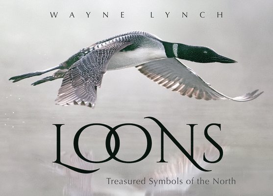 Loons: Treasured Symbols of the North 1