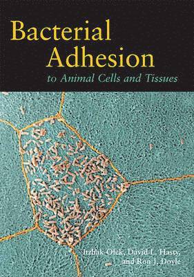 Bacterial Adhesion to Animal Cells and Tissues 1