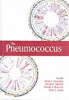 bokomslag The Pneumococcus