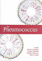 bokomslag Pneumococcus