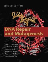 bokomslag Dna repair and mutagenesis