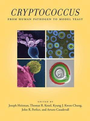 bokomslag Cryptococcus: From Human Pathogen to Model Yeast