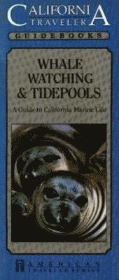 Whale Watching & Tidepools