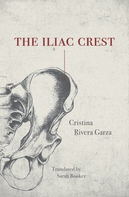 The Iliac Crest 1