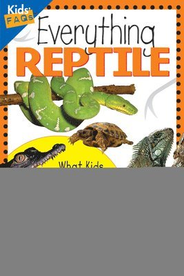 bokomslag Everything Reptile