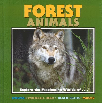 Forest Animals 1