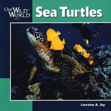 Lorraine A. Jay - Sea Turtles, Häftad