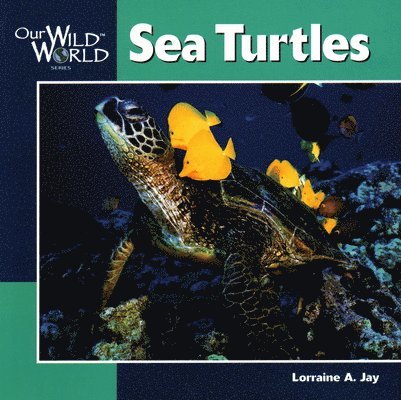 Sea Turtles 1