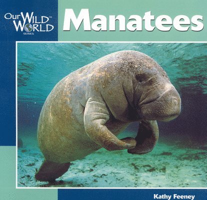 Manatees 1