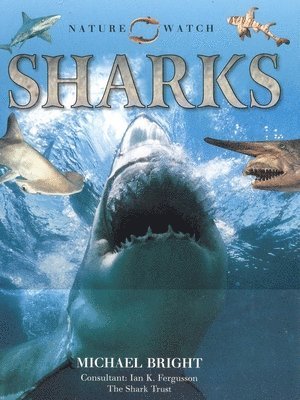Laura Evert - Sharks, Häftad