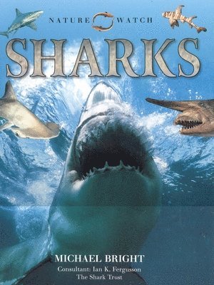 Sharks 1