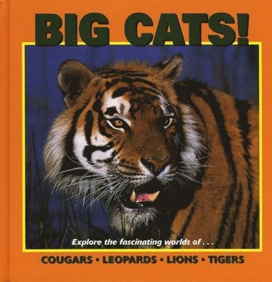 Patricia Corrigan, Kathy Feeney, Gwenyth Swain, Cherie Winner - Big Cats, Inbunden