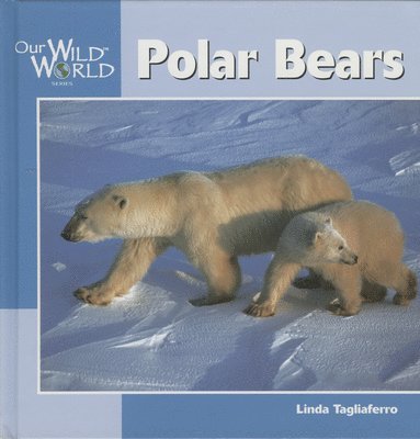 Polar Bears 1