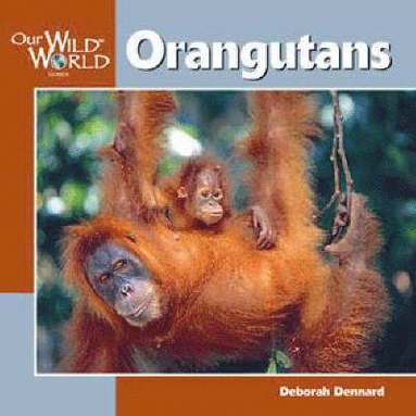 bokomslag Orangutans