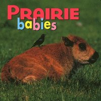 bokomslag Prairie Babies