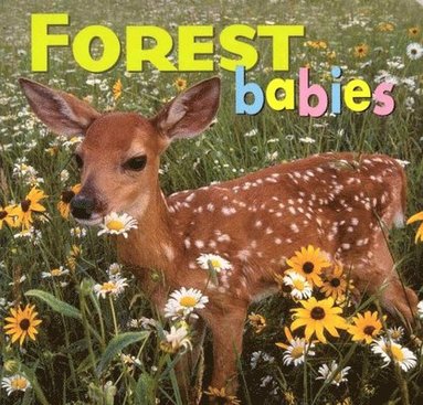 Creative Publishing International - Forest Babies, Kartonnage