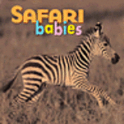 Safari Babies BD