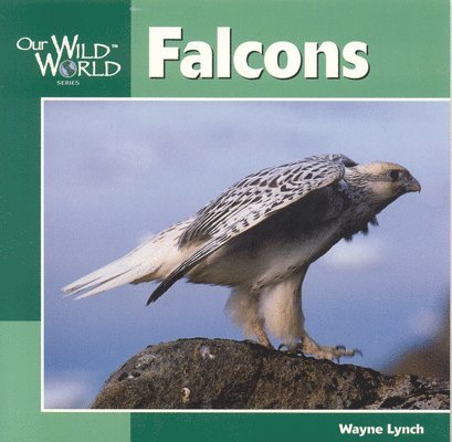 Wayne Lynch - Falcons, Inbunden. Tillgänglighet: Tillfälligt slut