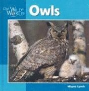 Owls 1