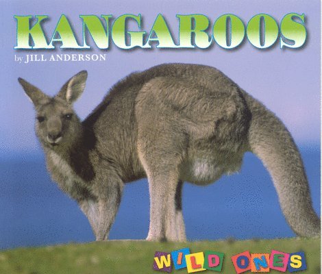 Kangaroos 1