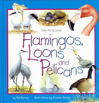 Mel Boring - Flamingos, Loons & Pelicans, Inbunden