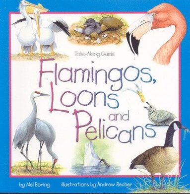 Mel Boring - Flamingos, Loons & Pelicans, Häftad